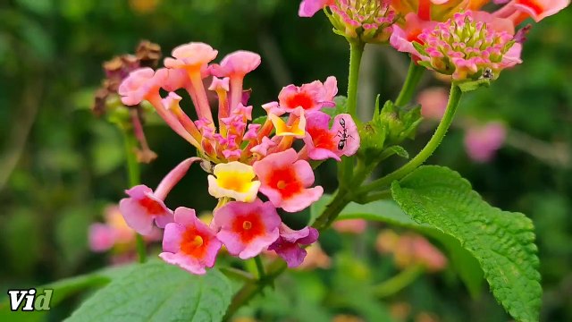 Realme 5 Pro - Budget Oppo Reno _ Camera Phone for masses!