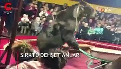 Sirkte 'çalıştırılan' ayı, terbiyecisine saldırdı