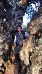 Matteo Salvini: "Avete mai incontrato un ulivo con 1.700 anni di storia?"