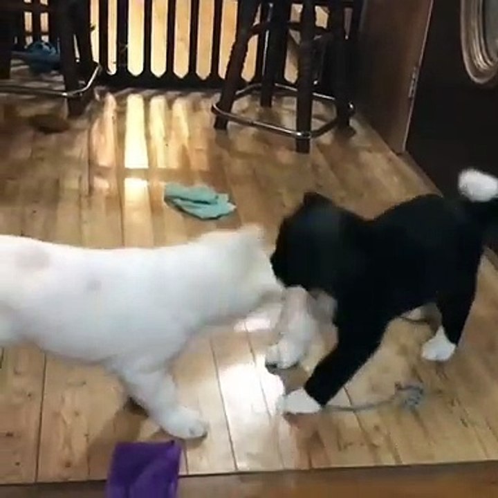 Deux adorables chiots se disputent pour une laisse. Leur réaction est trop mignone