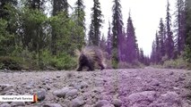 USFWS Reveals How Porcupines Self-Heal After Impaling Themselves