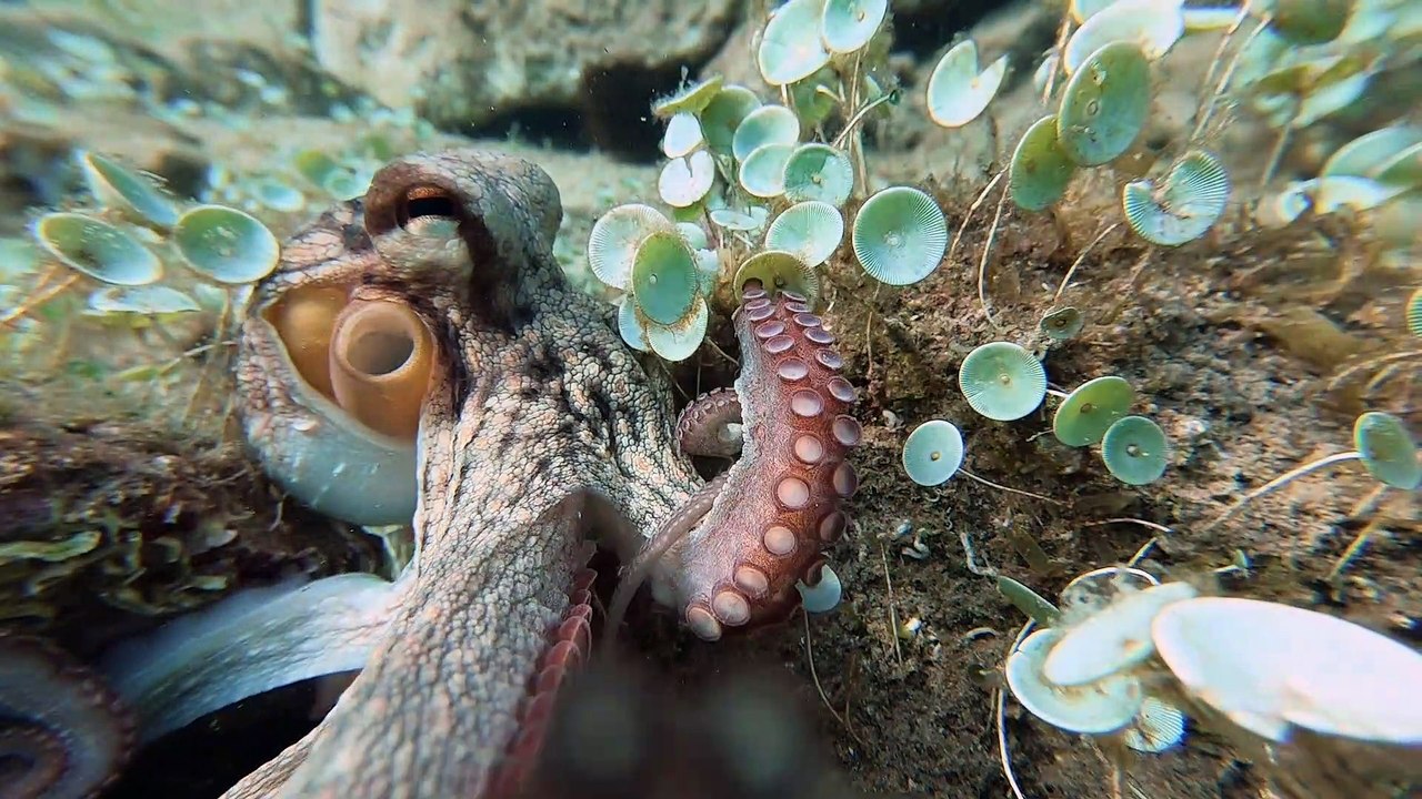 Octopus Tries to Take Camera