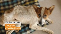 Adotta un cane: tails of compassion