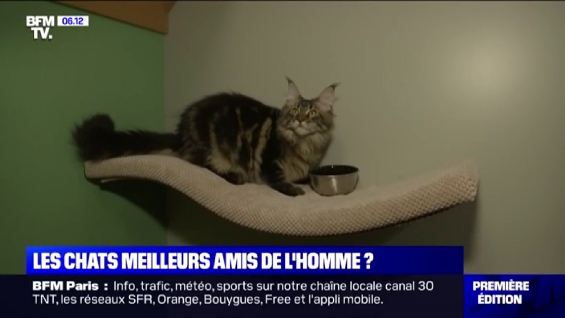 Le Chat Serait Il Le Nouvel Meilleur Ami De L Homme Video Dailymotion