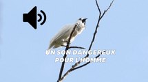 Ce petit oiseau est le plus bruyant du monde