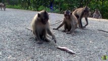 Wild monkeys are strange to seeing fish  - The Best Cute Baby Monkey Videos 2019 #6