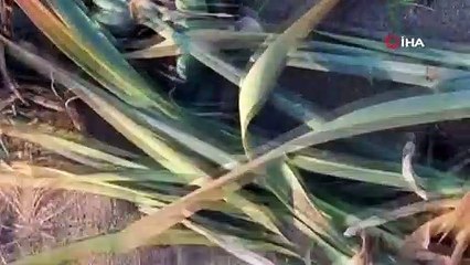 60 bin cezaya aldırış etmeyerek kum zambakları kopardılar