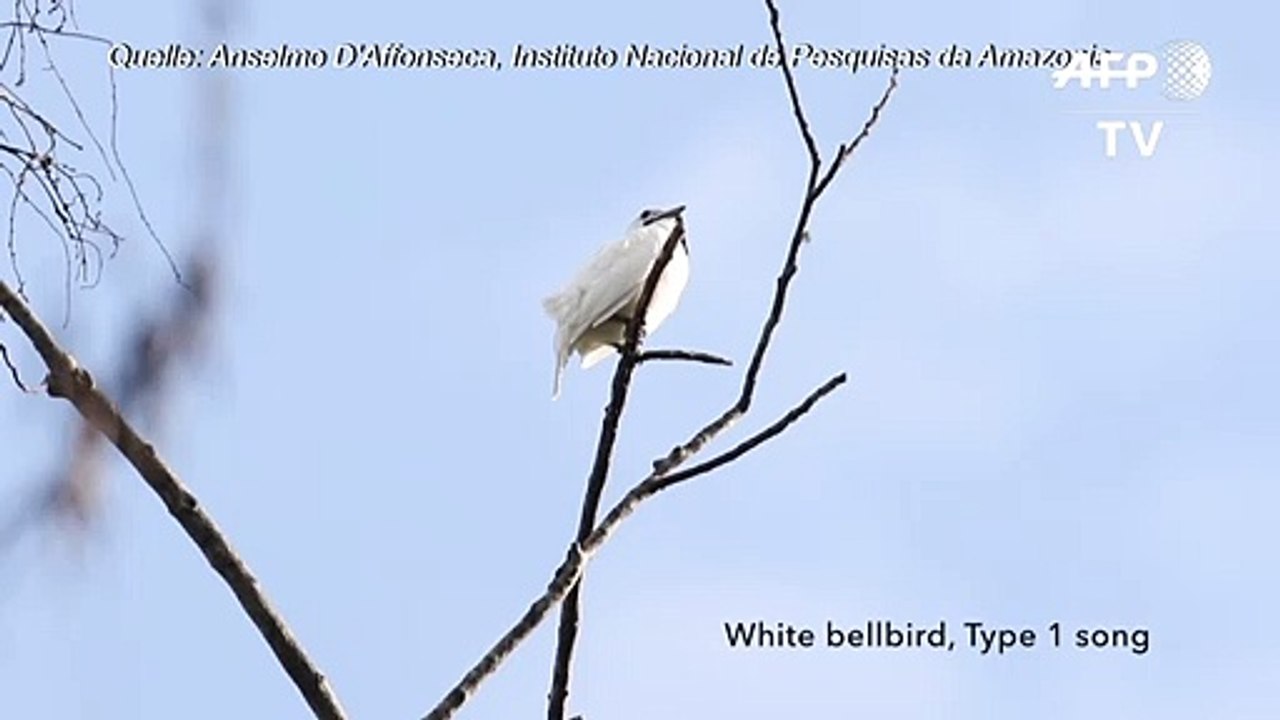 Der lauteste Vogel der Welt ruft aus Liebe