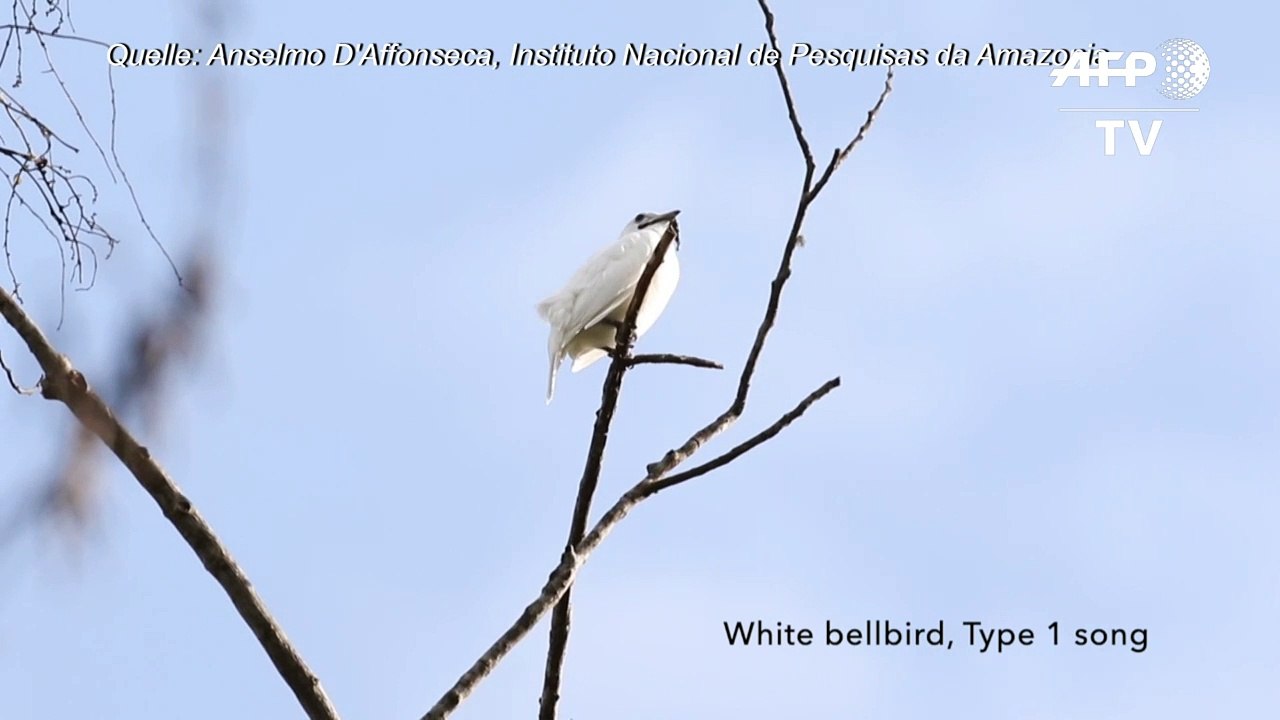 Der lauteste Vogel der Welt ruft aus Liebe