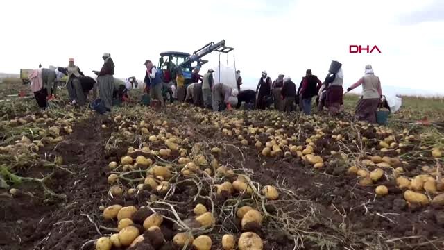 Afyonkarahisar sandıklı, patateste 200 bin ton rekolte bekliyor
