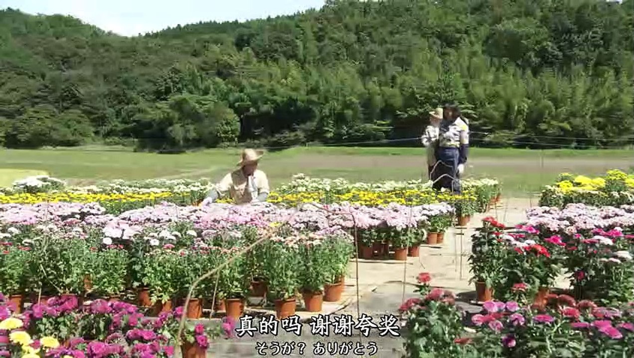日劇 » 雛鳥 第2季02