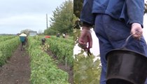 Les raisins de la réinsertion : quand des détenus font les vendanges