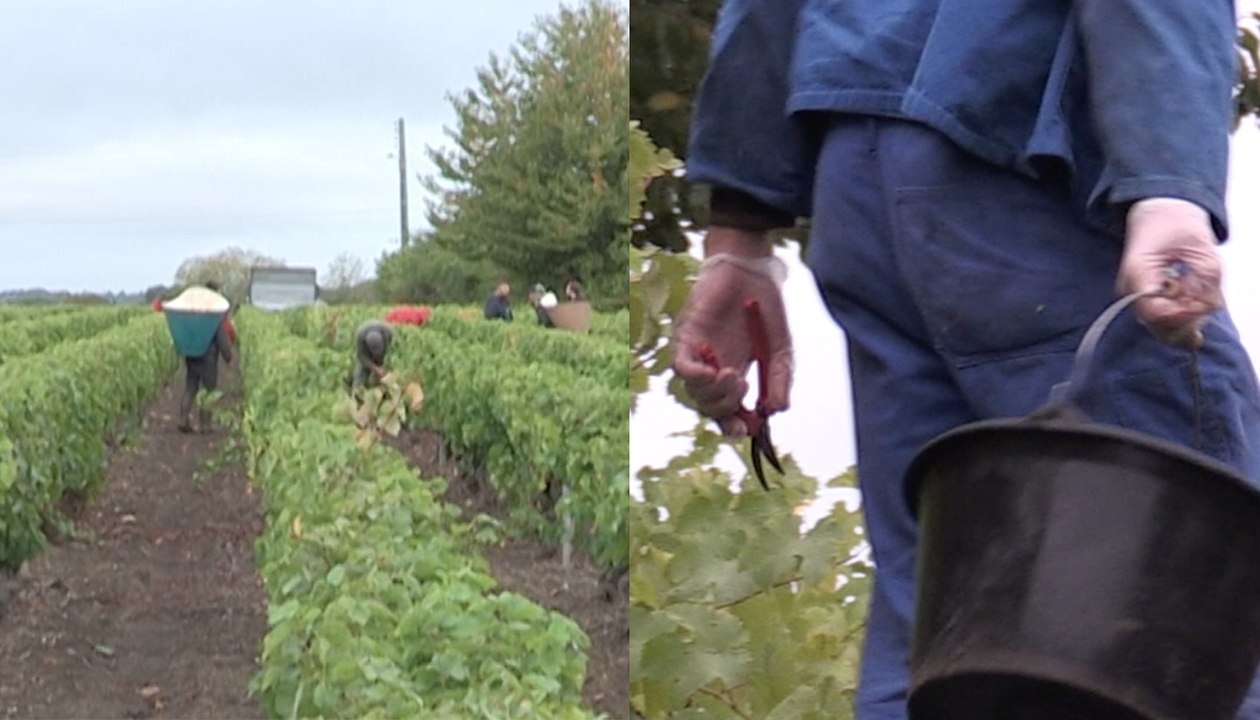 Les raisins de la réinsertion : quand des détenus font les vendanges