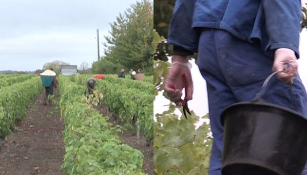 Les raisins de la réinsertion : quand des détenus font les vendanges