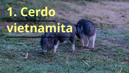 Las 10 mejores mascotas para el hogar