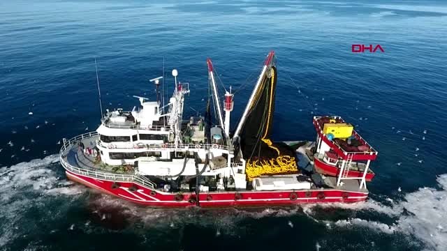 Sinop karadeniz'de hamsi bolluğu