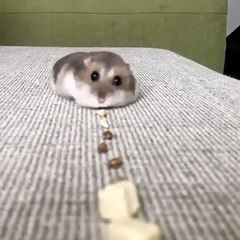 Du jamais-vu ! Ce cochon d'inde aspire les aliments tel un aspirateur