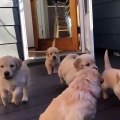 Un groupe adorable de chiots qui se promènent ensemble tous les jours et ils ont l’air incroyablement cool.