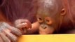 CUTE BABY ORANGUTAN                                    - gondia. maharashtra ( 360 X 640 )