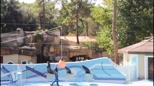 Spectacle d'otaries complet au zoo de la Palmyre