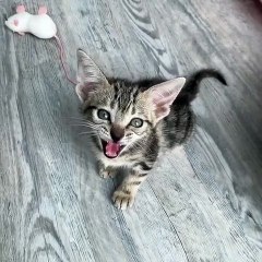 Admirez la beauté de ce bébé chat, mais surtout écoutez son miaulement ! Magnifique.