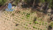 Desarticulado un grupo criminal dedicado al cultivo y distribución de marihuana en Serranía de Cuenca