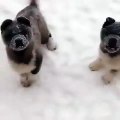 Ces chiens jumeaux sont les plus cute de toute la planète! Avec leurs allures de nounours, ils sont tout simplement adorables!