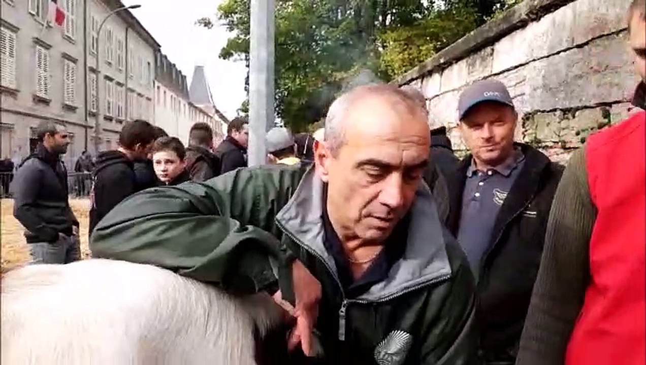 Veaux, vaches et un cheval comtois sont parqués devant la préfecture de Haute-Saône