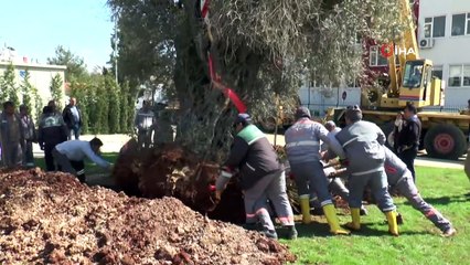 Yol inşaatından sökülüp Kent Meydanı'na yerleştirilmişti...Koruma altındaki 6 asırlık anıt ağaç ilk meyvesini verdi