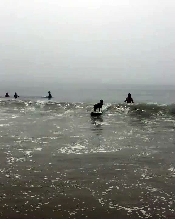 Une véritable prouesse ! Un chien fait du surf...