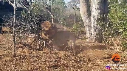 2 Male Lions Dig Out Warthog from Burrow
