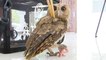Collared scops owl grounded in southwest China where villagers help it recover
