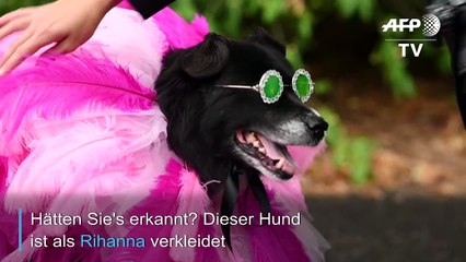 Eine Halloween-Parade nur für Hunde