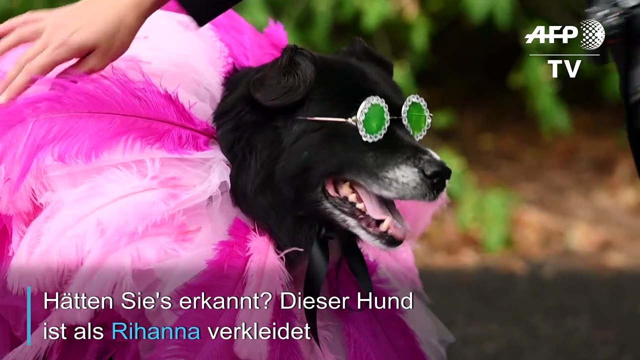 Eine Halloween-Parade nur für Hunde
