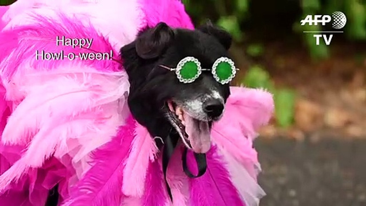 Halloween Dog Parade in New York