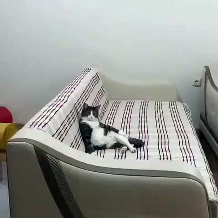 Ce chat s’assoit comme un humain ! Bizarre ? Oui, très bizarre. Une différence étrange qui le rendrait presque humain !