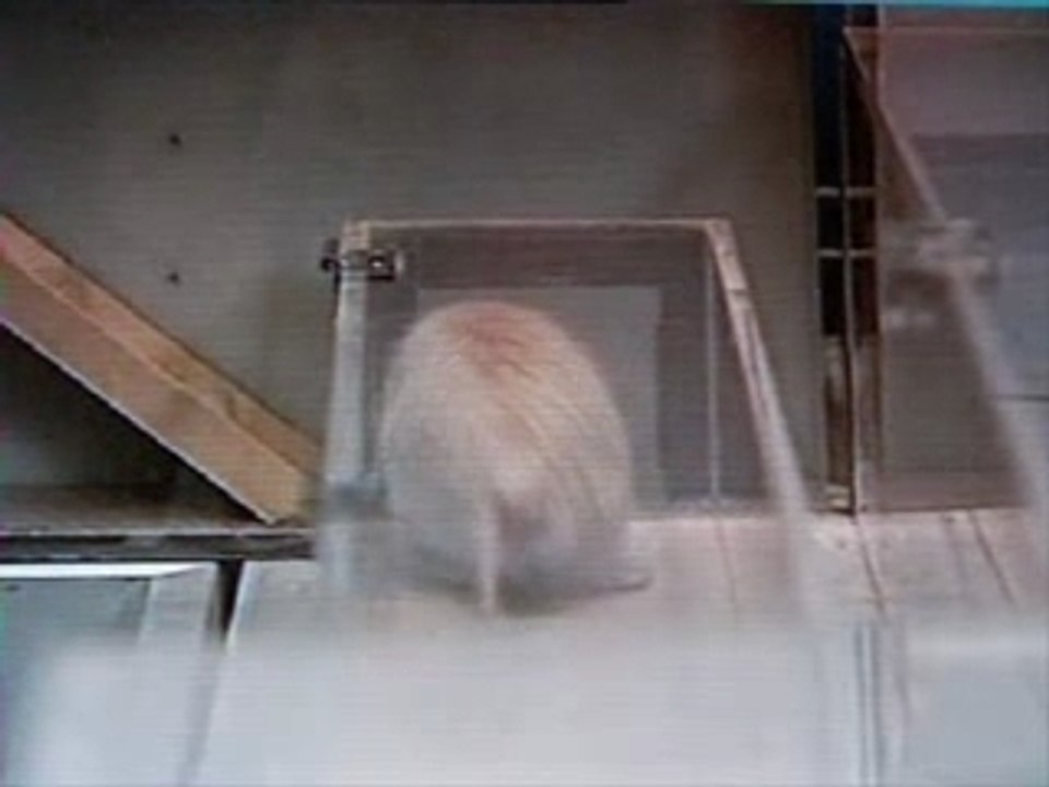 Video rat labyrinthe terminé