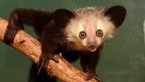 Lemur aye-aye: os presentamos al único primate con seis dedos