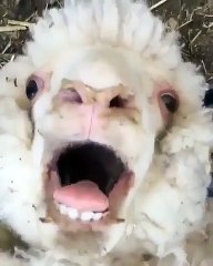 Ecoutez le avec une grande attention ! La façon dont ce mouton béle vous laissera perplexe