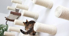 Le mur à chats, le concept innovant pour votre boule de poils