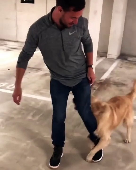 Ce chien est bien décidé à ne pas lâcher la jambe de son maitre