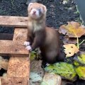 Pleine de tendresse et d’humour ! Infatigable, ce furet s'amuse comme un fou avec des feuilles mortes !