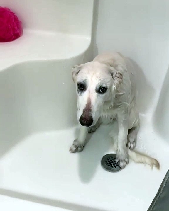 Ce toutou a une mine désastreuse après avoir pris son bain
