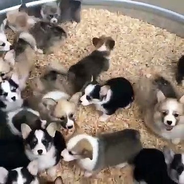 C'est la chose la plus mignonne que vous verrez aujourd'hui. Belle journée à tous ! Omg ces chiots vont vous faire craquer !