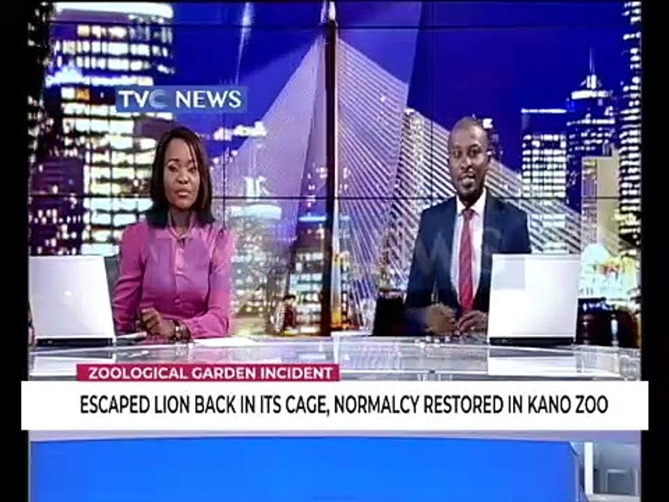 Escaped Lion back in its cage, normalcy restored in Kano Zoo