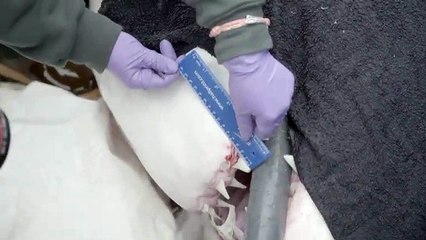 Great White Shark With Massive Bite On Head Tagged By Researchers