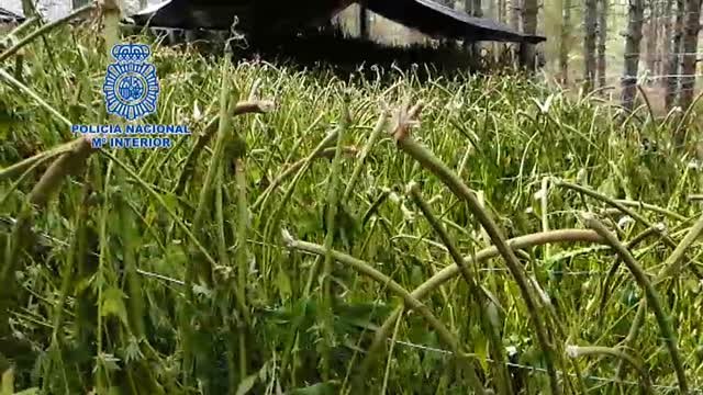Desmantelada una plantación de marihuana en la Serranía de Cuenca