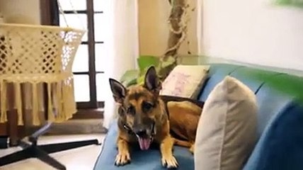 Pet Lovers Problems by danish ali