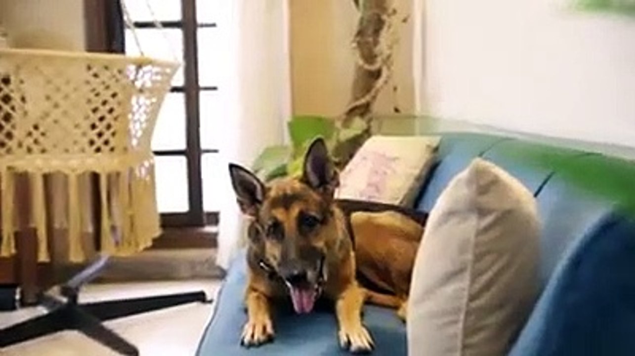Pet Lovers Problems by danish ali