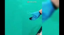 Termoli (CB) - Torna libera in mare la tartaruga 